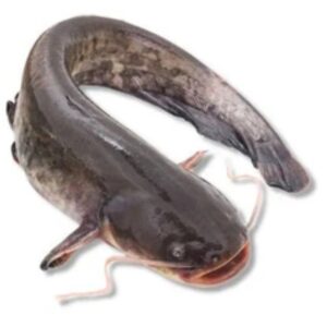 Whole Catfish or Frozen Catfish